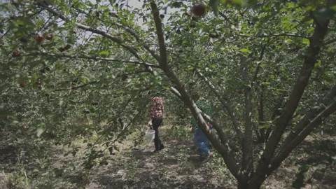 Workers walk at cherry farm harvest season Stock Footage 137477328