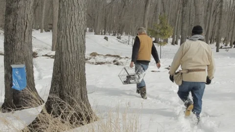 Workers Walk in Deep Snow To Tap Maple Trees for Sap To Produce Maple Syrup Video stock 124826356