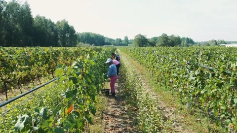 Workers walking through vineyard during grape harvest in Erbusco Stock Footage 342065456