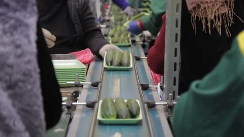 Workers weigh fresh cucumbers and put on a conveyor. Video stock 77627090