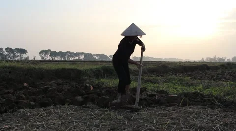 Workers were hoeing fields and gardens Stock Footage 64577932