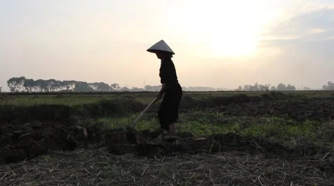 Workers were hoeing fields and gardens Stock Footage 64577939