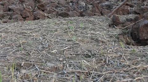 Workers were hoeing fields and gardens Stock Footage 64577942
