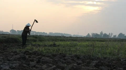 Workers were hoeing fields and gardens Stock Footage 64578332