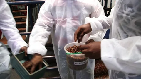 Workers in white lab coats handling cocoa nibs samples in metal tray and Stockbeeldmateriaal 331333200