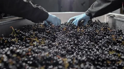 Workers at winery sort berries and bunches of red grapes on a conveyor belt Stock Footage 268750686