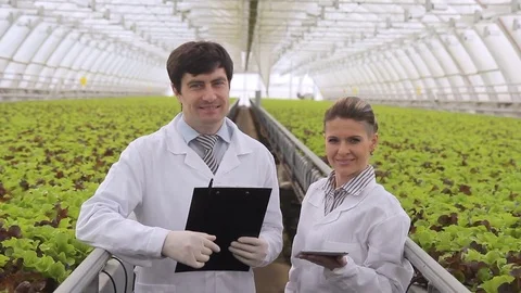 Workers woman man doing Permanent complex diagnostics of lettuce Stock Footage 77763308