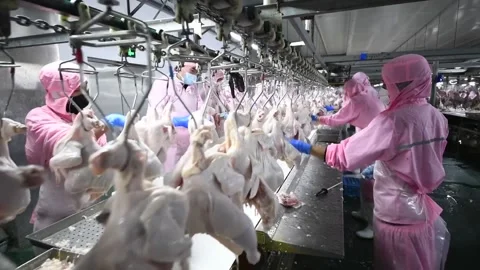 Workers Work At A Broiler Processing Plant In Zaozhuang, China Stock Footage 229875143