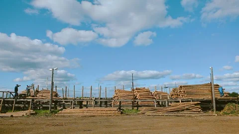 Workes sorting logs in forestry Stock Footage 129237014
