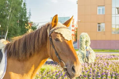 Workhorse 스톡 사진