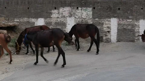 Working Animals Stock Footage 166375716