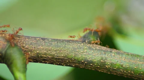 Working ant Stock Footage 32289020