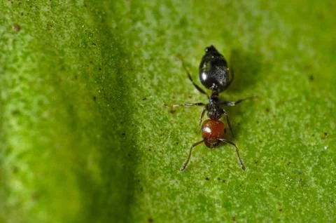 Working ant on a green leaf Stockfoto's