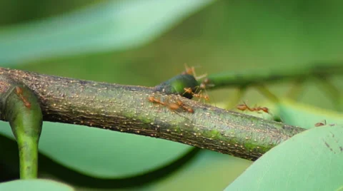 Working ant on tree Stock Footage 32288945