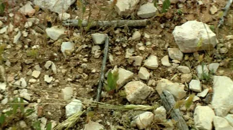 Working Ants 1 Stock Footage 10880955