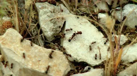 Working Ants 3 Stock Footage 10881176