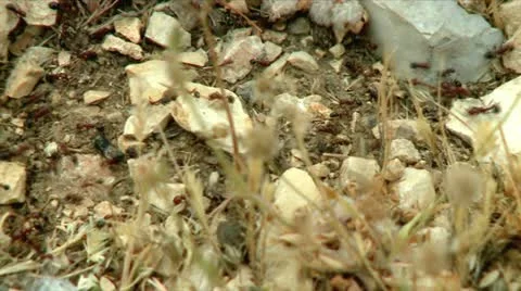 Working Ants 4 Stock Footage 10881352