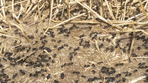 Working ants 4K Stock Footage 64622131