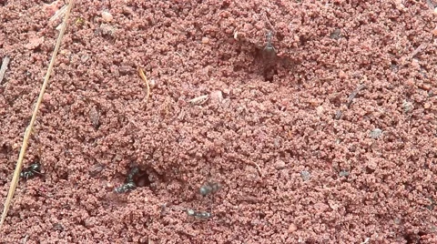 Working Ants on an Anthill Video stock 53343622