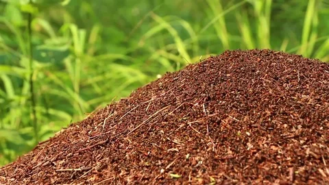 Working ants colony panning down focus changing Stock Footage 71815451