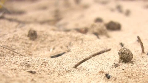 Working ants 库存影片 7742005