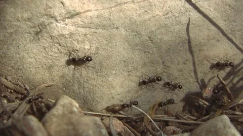 Working ants 库存影片 7747880