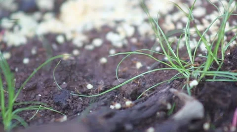 Working Ants Stock Footage 8285397