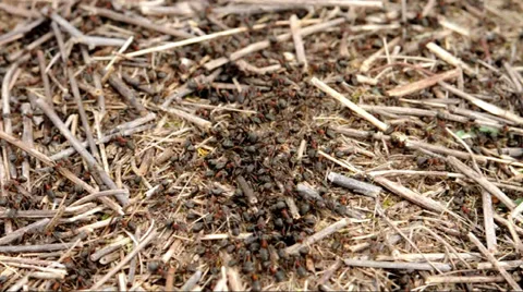 Working ants Stock Footage 37622488