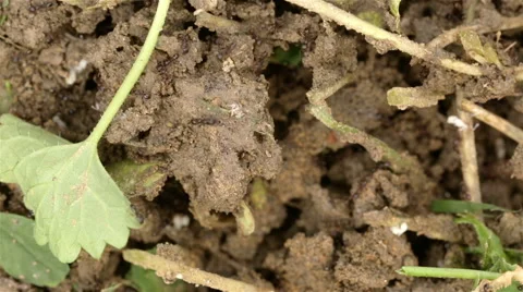 Working ants Stock Footage 41471957