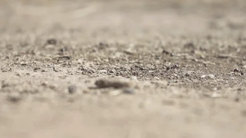 Working ants Stock Footage 90103761