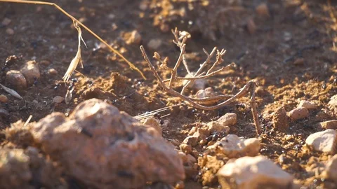 Working ants Stock Footage 93451112