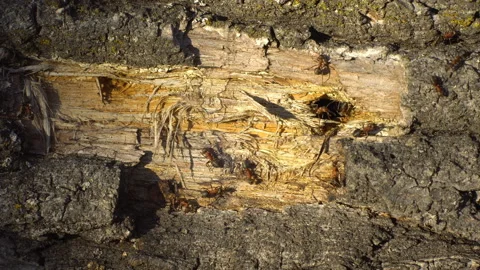 Working ants Stock Footage 142278679