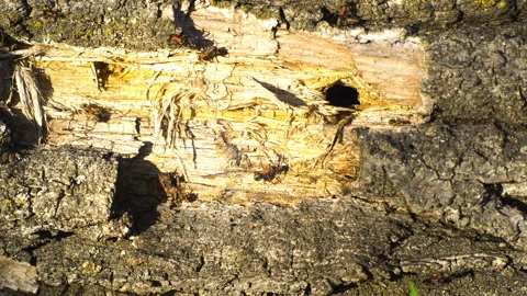 Working ants Stock Footage 142343428