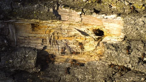 Working ants Stock Footage 142349841