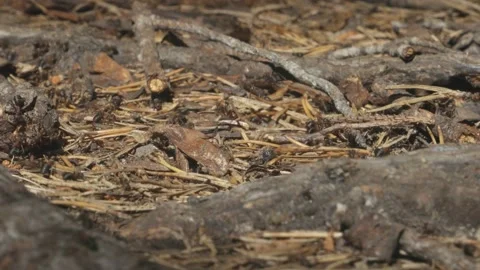 WORKING ANTS Stock Footage 158047620