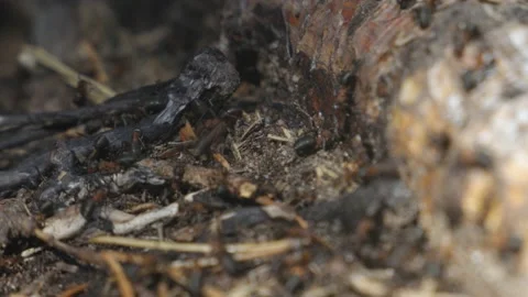 WORKING ANTS Stock Footage 158047743