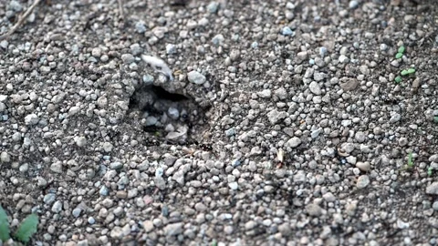 Working ants at formicary - anthill Stock Footage 132219587