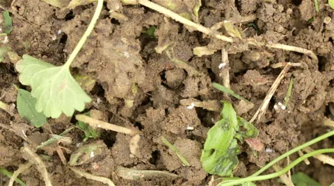 Working ants frantically walking on the anthill Stock Footage 41471279