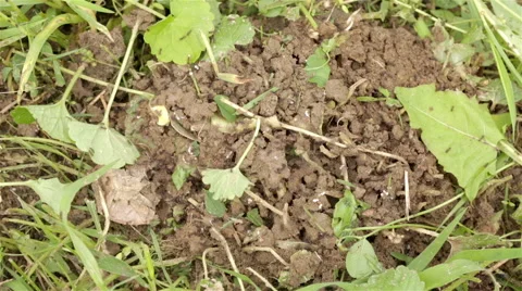 Working ants frantically walking on the anthill Stock Footage 41471292