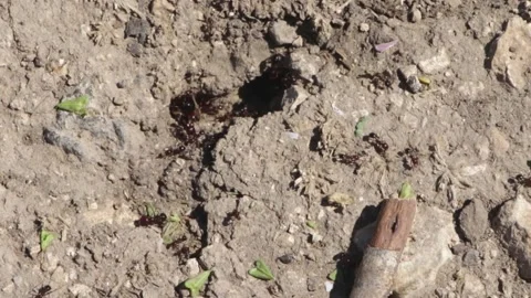 Working Ants hill Stock-Footage 204001528