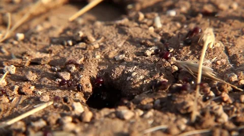 Working Ants macro 01 Stockbeeldmateriaal 44760419