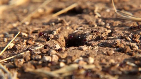 Working Ants macro 02 Stockbeeldmateriaal 44763586