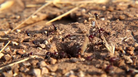 Working Ants macro 03 Stockbeeldmateriaal 44767473