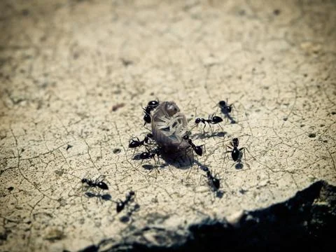 Working ants Stock Photos