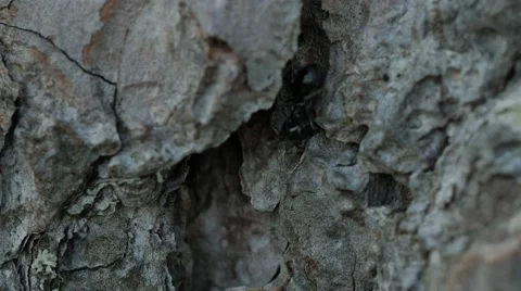 Working ants, teamwork. 4K UHD Vidéo 63402305