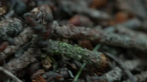 Working ants, teamwork. 4K UHD Stock Footage 63402380