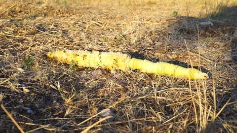 Working ants timelapse Stock Footage 93448945