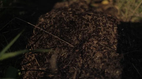Working ants at the top of the nest Stock Footage 92875502
