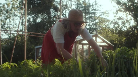 Working in a beautiful raised vegetable garden during sunset Stock Footage 319938940