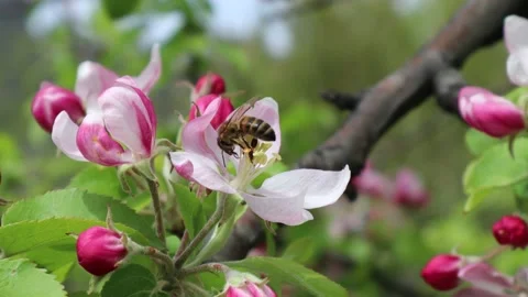 Working bee on the apple flower Stock Footage 238429246